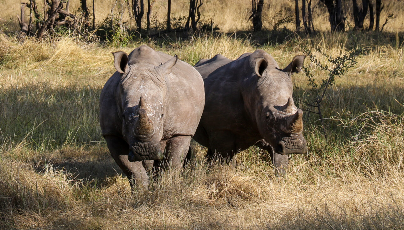 White Rhino in Hwange National Park