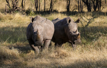 White Rhino in Hwange National Park