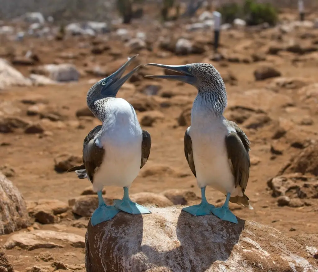 Blue Footed Boobies, Galapagos