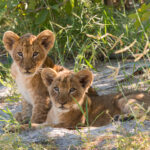 Lion Cubs on safari in Botswana