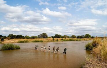 Walking safari across the Luangwa River in Zambia