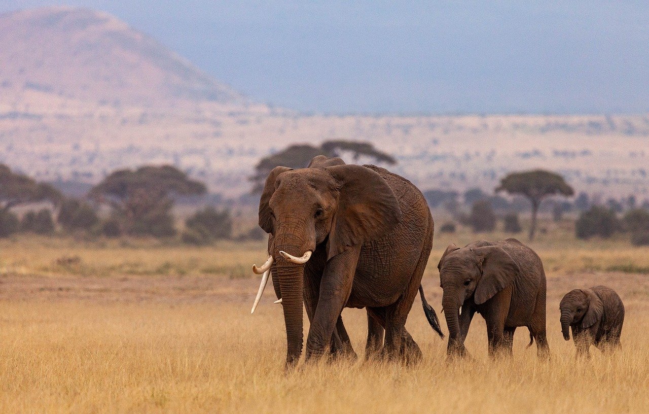 Elephants in the African Savannah