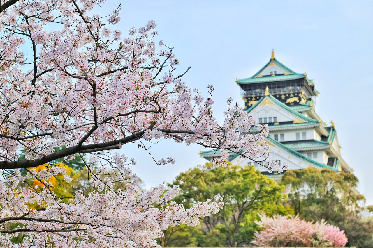 Cherry Blossom Season Japan