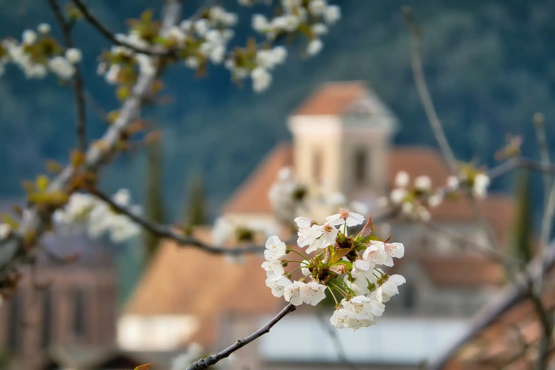 Fruit blossom in front of church bokeh