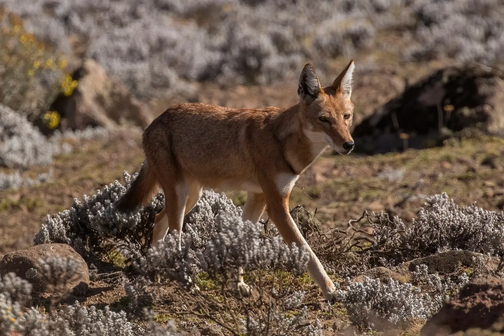 Bale Mountains Ethiopian Wolf Walking