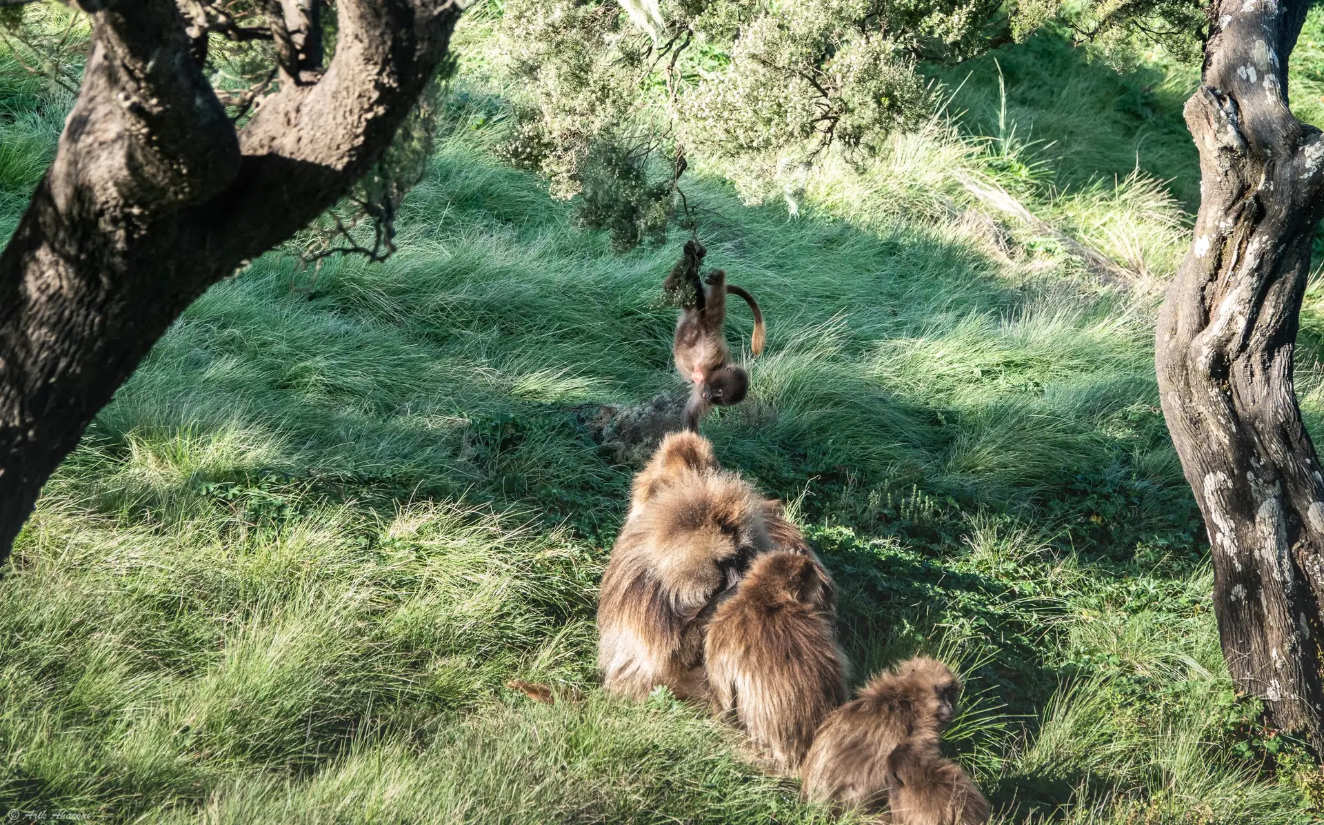 Gelada Baboons Grooming