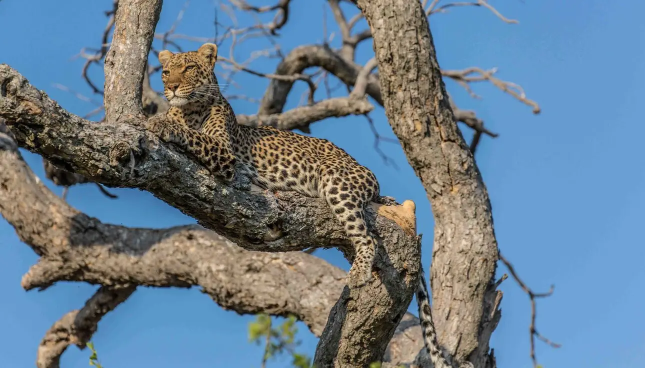 Leopard in tree during Botswana Safari