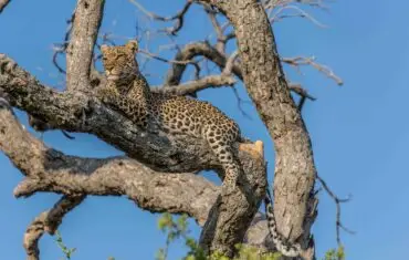 Leopard in tree during Botswana Safari