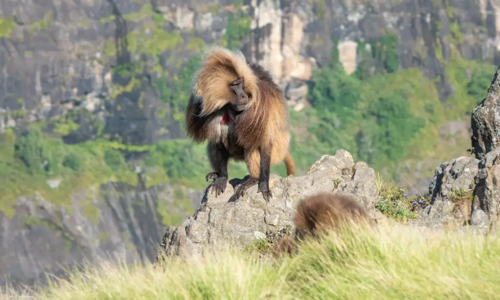 Gelada Baboon in the Simien Mountains