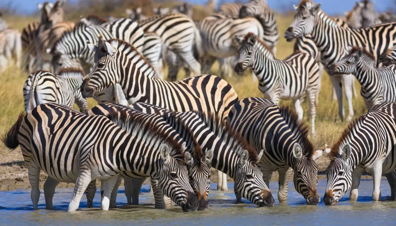 Zebra Migration at Makghadikhadi Pans