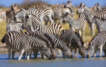 Zebra Migration at Makghadikhadi Pans