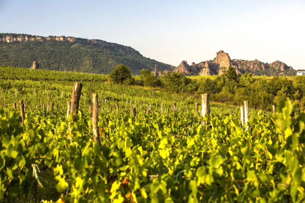 Bulgarian Vineyard