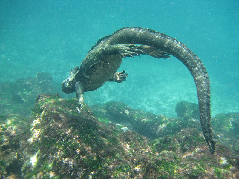 Swimming Iguana in the Galapagos