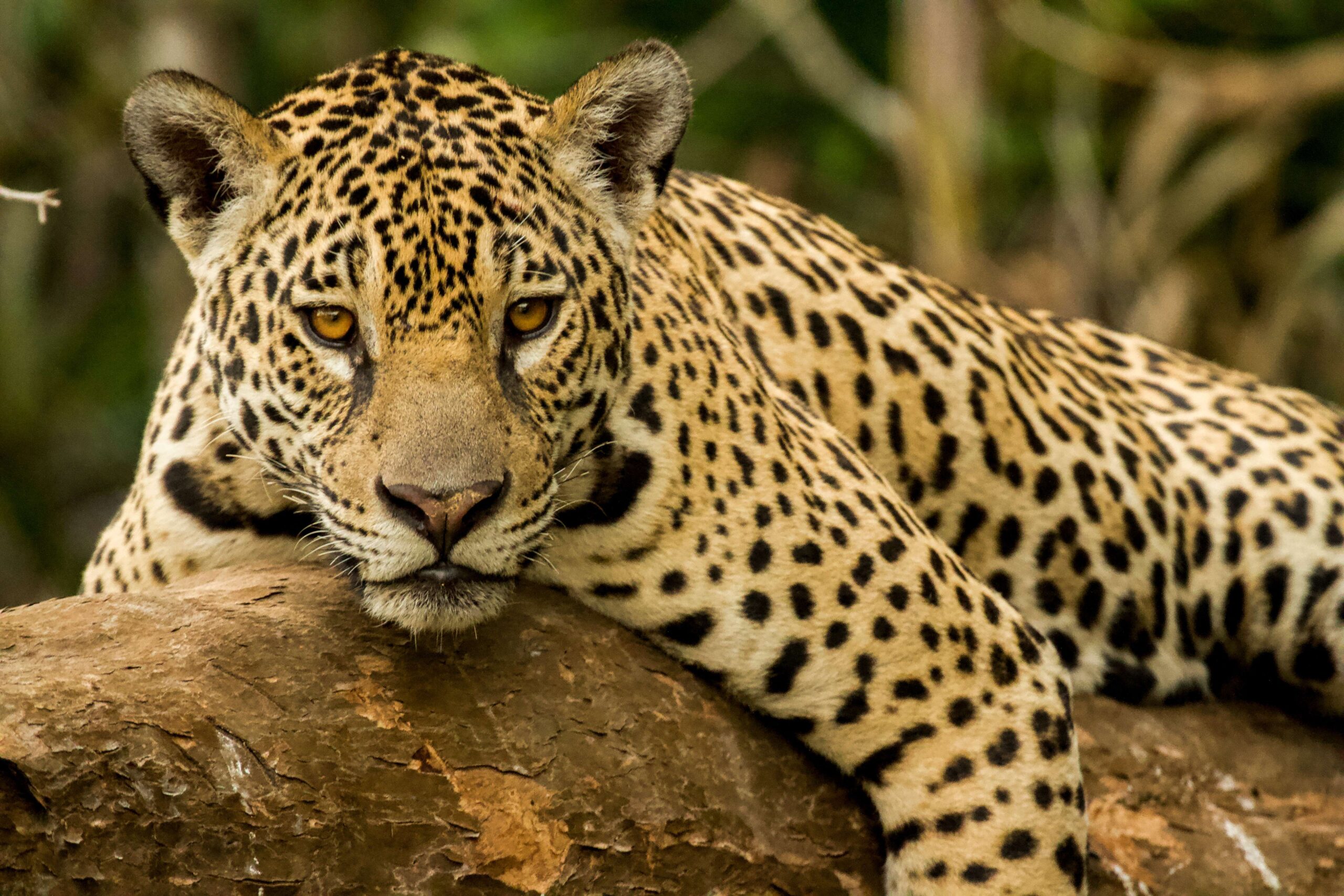 Jaguar in the Pantanal