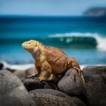 iguana, lizard, nature, galapagos, sea, reptile, dandruff, animal, creature, creeping animal, scaly, exotic, wildlife, reptiles, iguanidae, tropics, galapagos, galapagos, galapagos, galapagos, galapagos