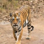 Bengal tiger walks majestically through Kanha National Park, India.