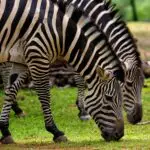 A pair of zebras with striking stripes graze peacefully in a lush green field outdoors.